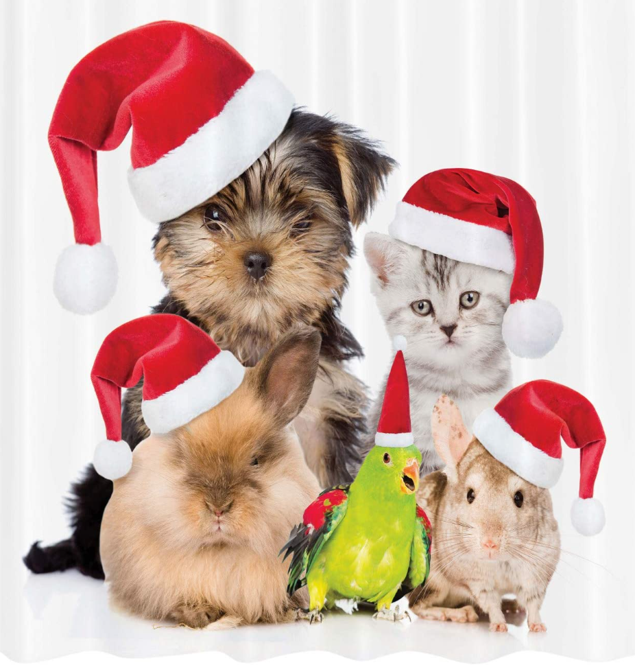 Most PAWSOME (veterinary approved) 2021 Pet Gift Guide