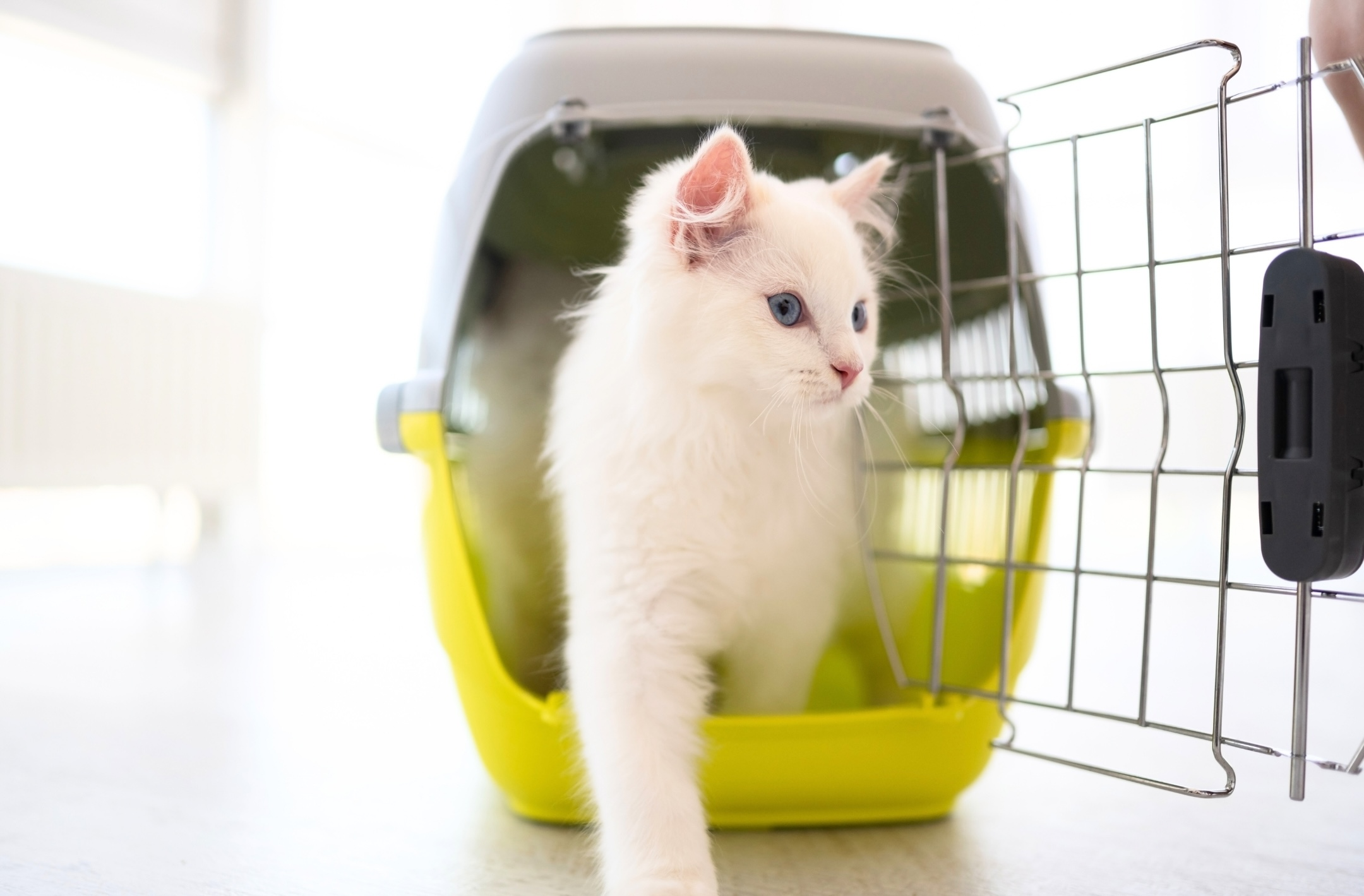 White kitten walking out of green and gray pet carrier