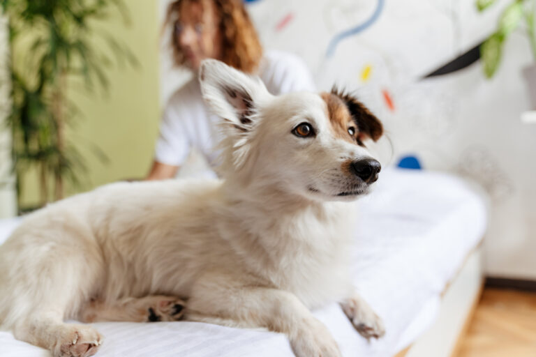 White and brown dog lying on a bed with a blurred man in the background