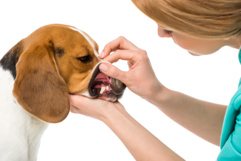 Close up view of veterinarian examining beagle dogs teeth isolated on white background