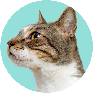 Brown & white cat looking to the left on a blue background