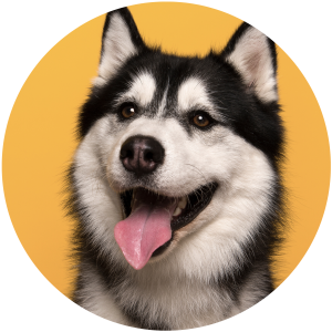husky dog with tongue sticking out on yellow background