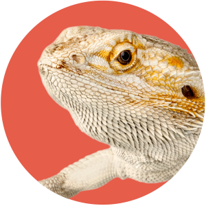 Tan bearded dragon on red background
