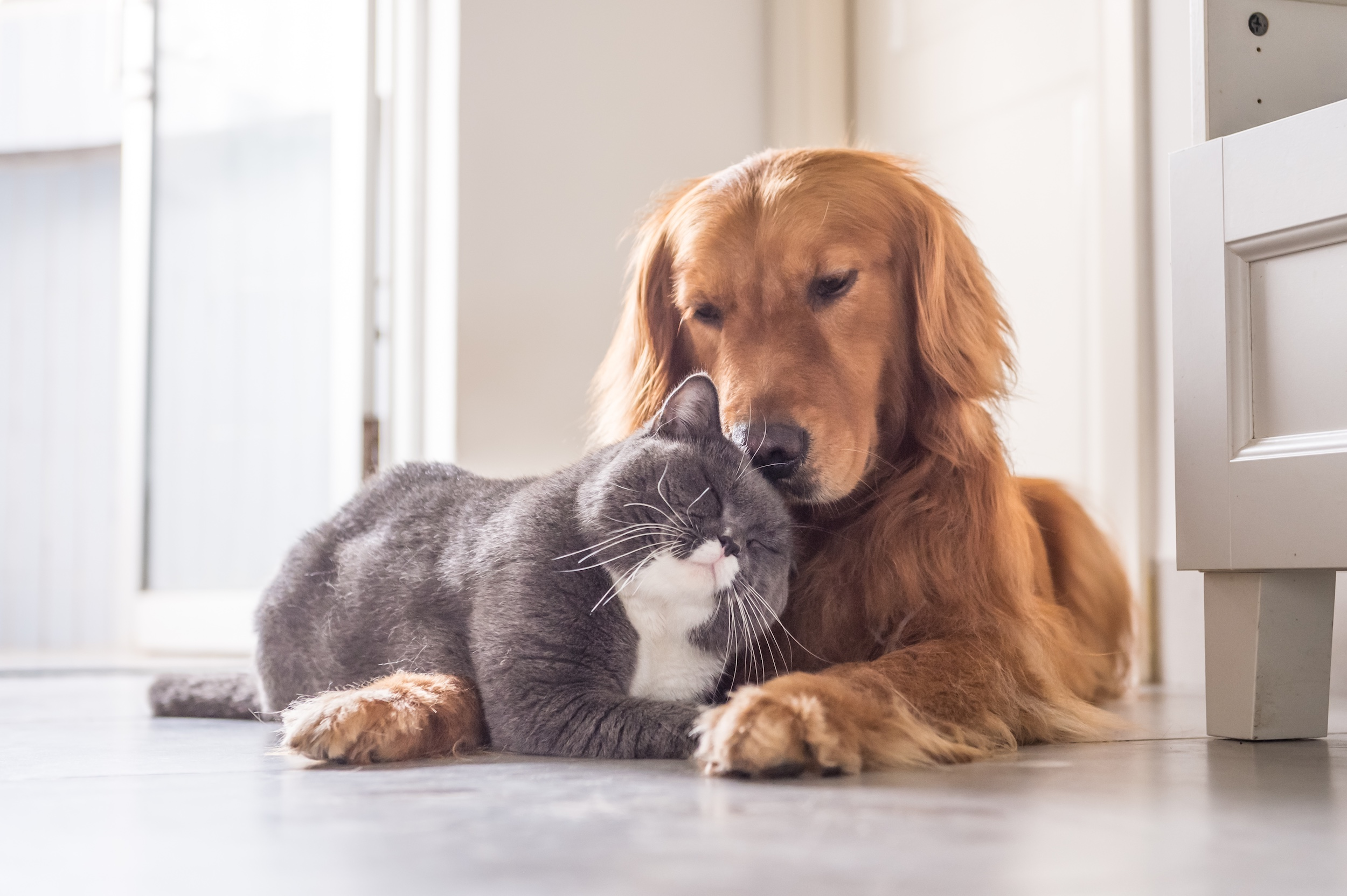 Scottish Fold cat and Golden Retriever dog snuggling