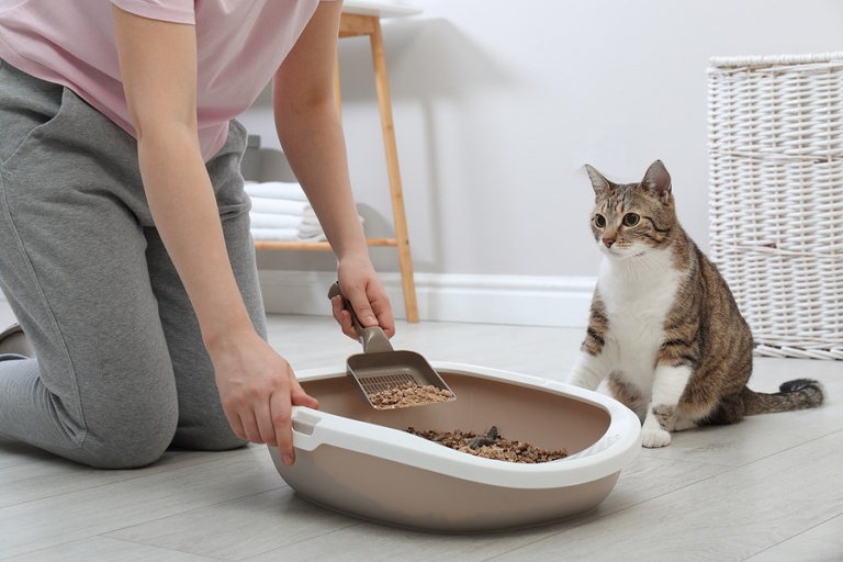 🐾 Why Your Cat Might Be Peeing Outside the Box (and How to Help Them Go Back In)